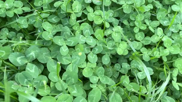 Green clover background. Nature background. — Stock Video