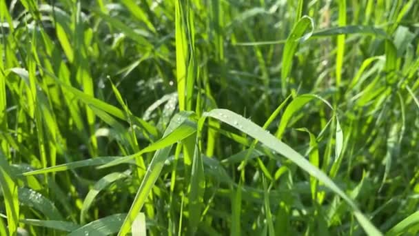 Pelouse d'herbe verte 4k avec gouttes de pluie. Contexte naturel — Video