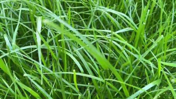 Pelouse d'herbe verte 4k. Fond naturel. Mouvement d'une caméra. — Video