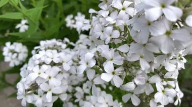 Hesperis matronalis. Kadınlar Roketi. Beyaz çiçek yakın plan.