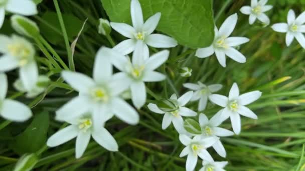 4k Spring white flowers, view from the top. Ornithogalum flower. — Stockvideo