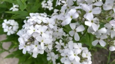 4k Hesperis matronalis. Kadınlar Roketi. Beyaz çiçek yakın plan.