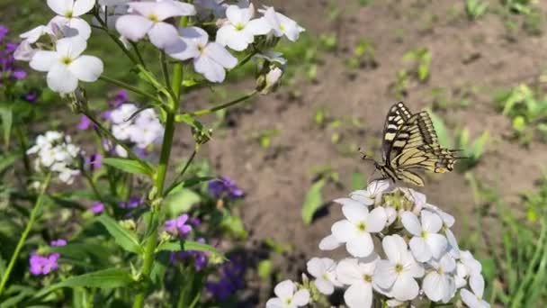 4k Voando de flor em flor e comendo néctar. Borboleta em flores — Vídeo de Stock