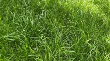 4k Green grass lawn on the sunlight. Slow motion of camera. 
