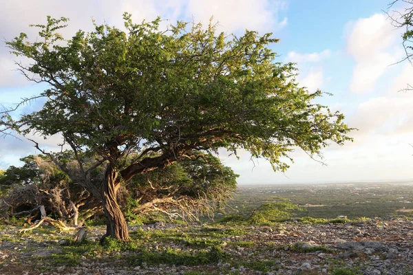 Árbol Divi divi en un cielo azul con fondo de nubes. — Foto de Stock