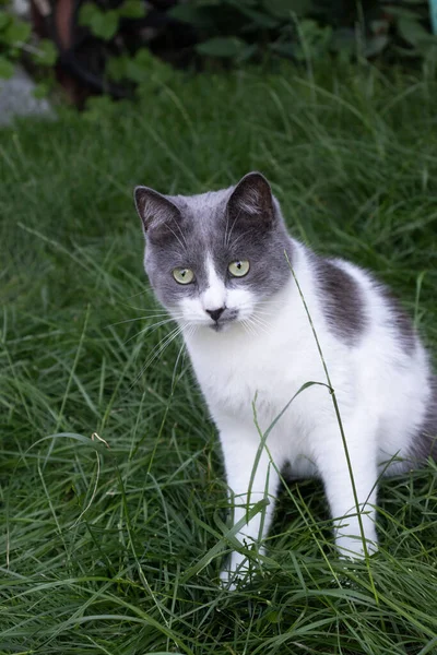 Nyfiken katt som sitter på det gröna gräset. Katt på gräsmattan. — Stockfoto