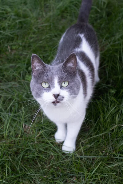 Nyfiken katt som stannar på det gröna gräset och tittar upp. Katt på gräsmattan. — Stockfoto