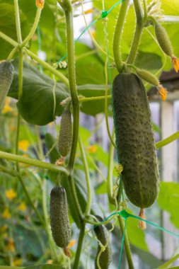 Çiçekli küçük salatalıklar. Bir serada salatalık yetiştiriyor.. 