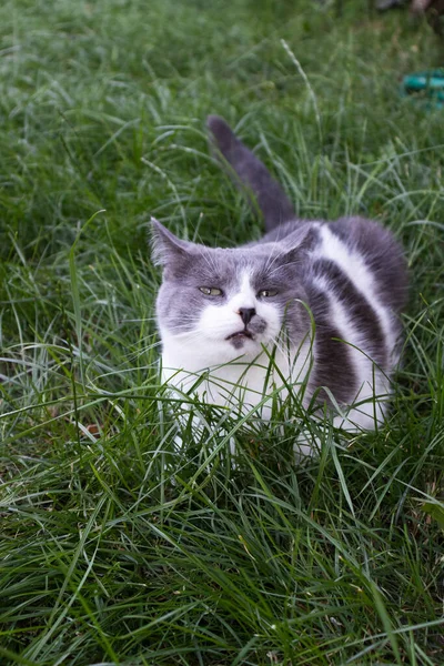 Cat lies on the green grass and looking around. Cat on the lawn. — Stock Photo, Image