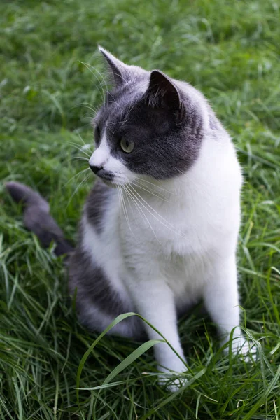 Zvláštní kočka sedící na zelené trávě. Kočka na trávníku. — Stock fotografie