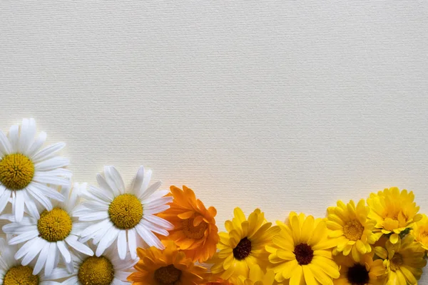 Moldura floral. Camomila com flores de calêndula. Flores medicinais. — Fotografia de Stock