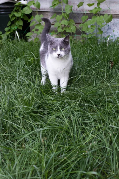 The cat standing in green grass. Domestic cat in garden. — Stock Photo, Image