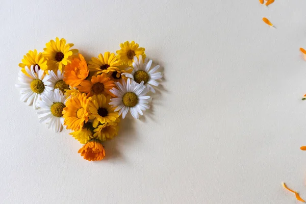 Flores de camomila em forma de coração. — Fotografia de Stock