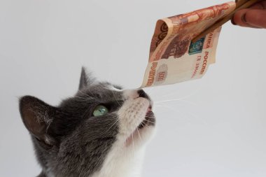 Rus banknotlarını koklayan kedi portresi. Yakın çekim.
