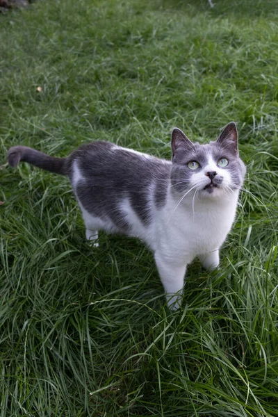 Nyfiken katt står på det gröna gräset och tittar upp. — Stockfoto