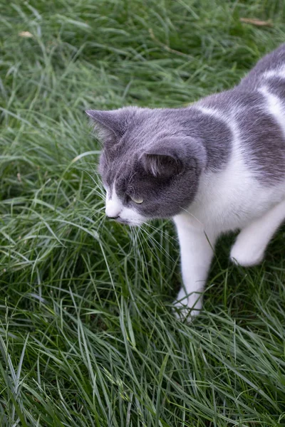 La caccia al gatto nell'erba verde. Gatto domestico sul prato. — Foto Stock