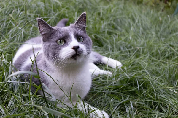 Rädd katt i grönt gräs. Husdjur katt utomhus. — Stockfoto