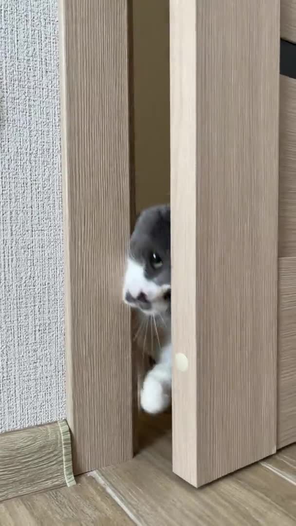 4k Cat deur openen en in de kamer komen. — Stockvideo