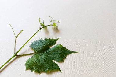Hafif arkaplanda izole edilmiş üzüm yaprağı ve metin için bir boşluk