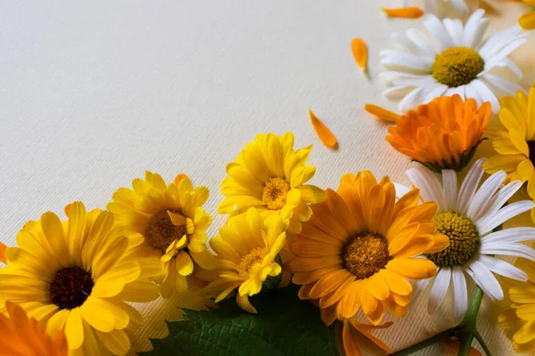 Daisy and calendula multicoloured flowers frame. Medicinal herbs. — Stock Photo, Image