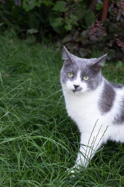 Parktaki kedi. Yeşil çimlerin üzerinde dalgın kedi.
