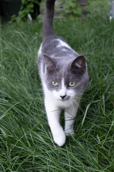 The cat walking in green grass. Domestic cat in garden. — Stock Photo, Image