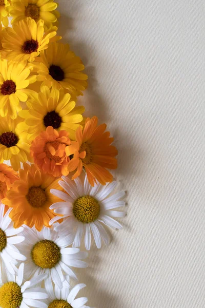 Camomila e calêndula moldura flores. Flores de verão. — Fotografia de Stock