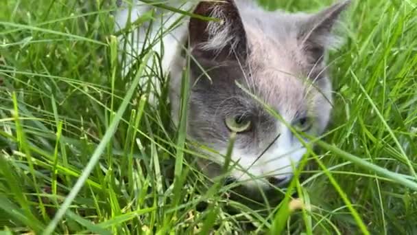 4k Katt ligger i gräset, jakt och ser sig omkring. — Stockvideo