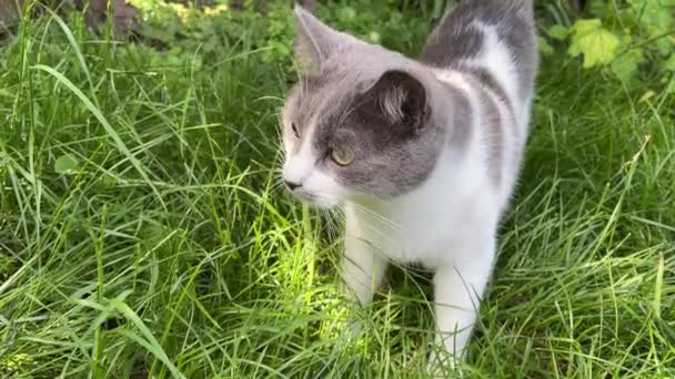 4k Cat walking in the grass, hunting and looking around. — 图库视频影像