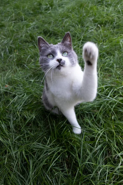 Cat sitting on grass and raise its paw up. — 图库照片