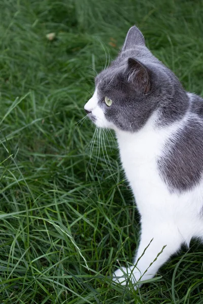 Parktaki kedi. Yeşil çimlerin üzerinde dalgın kedi. — Stok fotoğraf