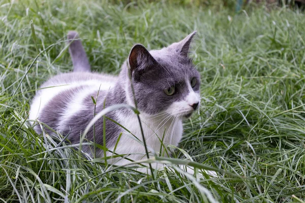 Ritratto del gatto sdraiato sull'erba verde. gatto domestico all'aperto. — Foto Stock