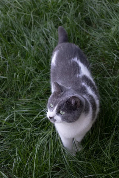 The cat walking in green grass. Domestic cat on the lawn. — Stock Photo, Image