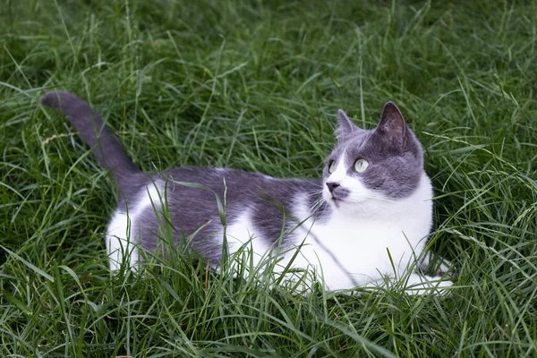 The cat lying in green grass. Domestic cat outdoor. — Stock Photo, Image