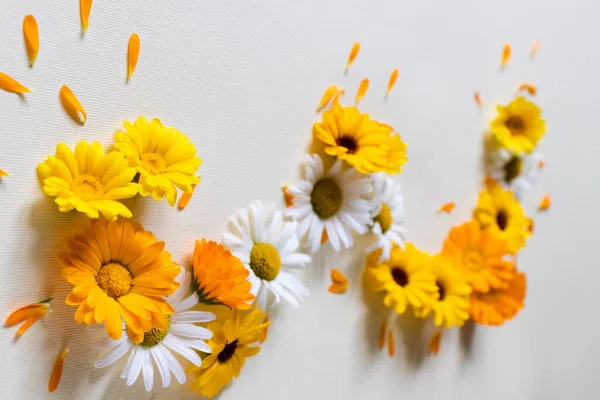 Ромашки і квіти календули на світлому тлі. Літні яскраві квіти . — стокове фото