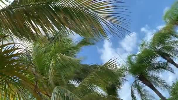 Palmenblätter wiegen sich im Wind vor blauem Himmel. — Stockvideo