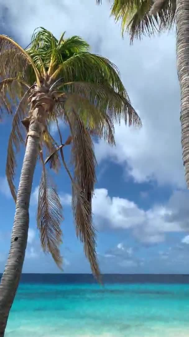 Dvě palmy na pláži a moře s tyrkysovou vodou. — Stock video