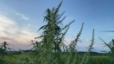 4k kenevir bitkisi günbatımı renkli gökyüzü arka planında bir tarlada.