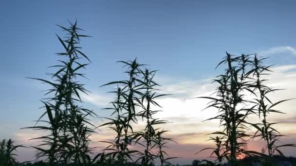 4k Cannabis planta no pôr do sol fundo céu colorido. — Vídeo de Stock