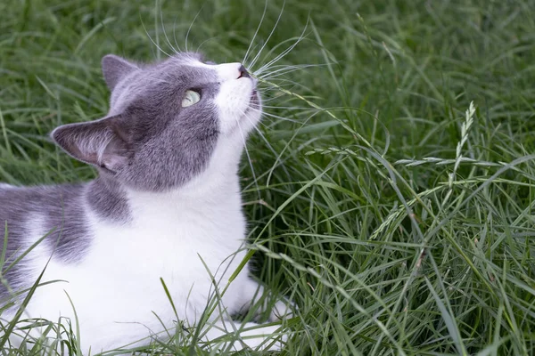 Porträtt av glad katt liggande i grönt gräs. Husdjur katt utomhus. — Stockfoto