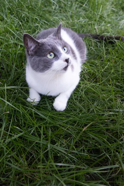 Porträtt av överraskad katt liggande i grönt gräs och tittar upp. Katt utanför. — Stockfoto