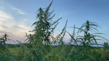 4k kenevir bitkisi mavi gökyüzü arka planında bir tarlada.