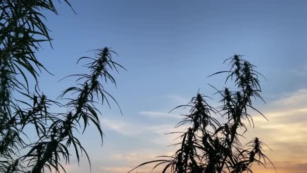 4k Planta de cannabis sobre fondo de cielo de color ocaso. — Vídeos de Stock
