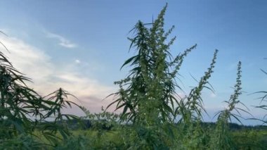 4k kenevir bitkisi günbatımı renkli gökyüzü arka planında bir tarlada.