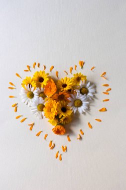 Çiçekler kalp şeklinde yakın plan. Çok renkli papatya çiçekleri.