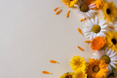 Daisy ve Calendula rengarenk çiçek çerçevesi. Şifalı bitkiler..