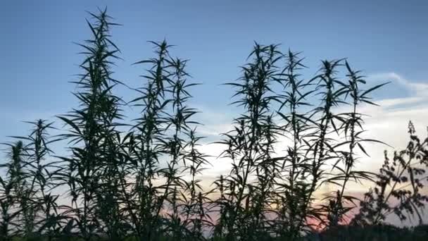 4k Cannabis plant op zonsondergang gekleurde lucht achtergrond. — Stockvideo