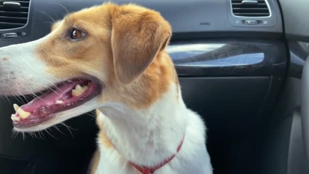 4k Dog κάθεται σε ένα αυτοκίνητο και έτοιμο για ιππασία. Μεταφορά ζώων. — Αρχείο Βίντεο