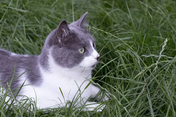 Porträtt av överraskad katt liggande i grönt gräs. Husdjur katt utomhus. — Stockfoto