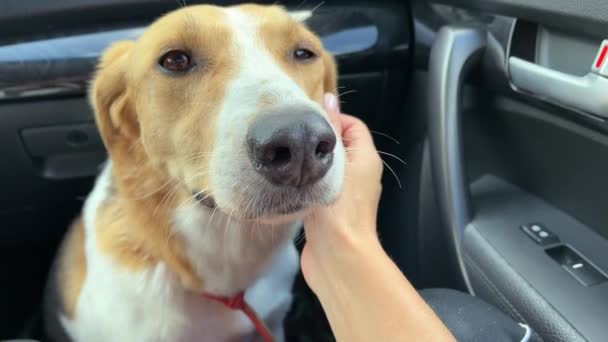 4k Hond zittend in een auto en klaar om te rijden. Vervoer van dieren. — Stockvideo